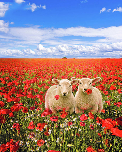 5D Diamond Painting Full Of Diamonds Diy Diamond Embroidery Indoor Wall Hanging