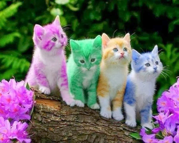Four Colorful Kittens 5D Diy Diamond Painting, Decorative Painting