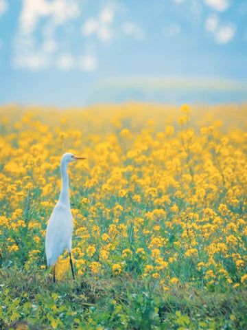 Mnp Diamond Dotz 5D DYI  - Bird in Canola Field 30x40