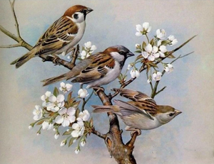 Mnp Dotz DIAMOND PAINTING KITS AFFORDABLE BIRDS ON THE FLOWER BRANCHES