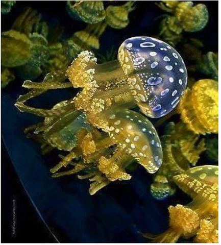 Full Drill - 5D DIY Diamond Painting kit Jellyfish 30x45