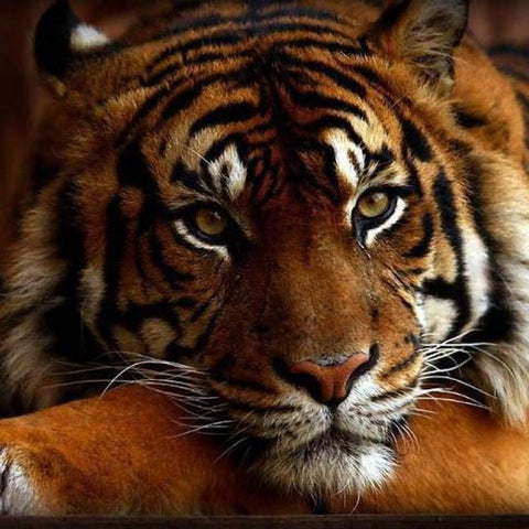 FULL DRILL - 5D DIY DIAMOND PAINTING KITS TUMMY TIGER 30x30