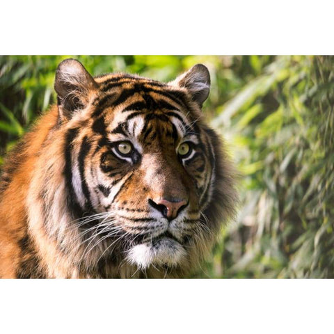 TIGER OF THE JUNGLE 02 MNP DOTZ FULL DRILL DIAMOND PAINTING 30x40