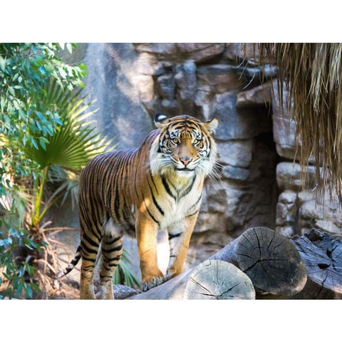 TIGER OF THE JUNGLE- FULL DRILL DIAMOND PAINTING 30x40
