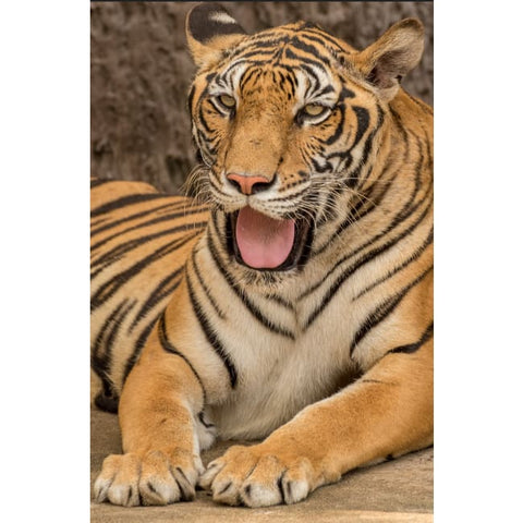 TIGER YAWN- FULL DRILL DIAMOND PAINTING
